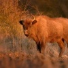 Zubr evropsky - European Bison - Bison bonasus 6148